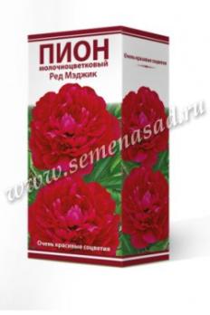 Пион Ред Мэджик  молочноцветковый (1шт) 2-3 разбор