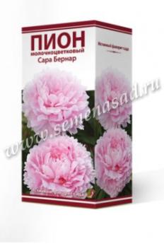 Пион Сара Бернар  молочноцветковый (1шт) 2-3 разбор