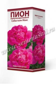 Пион Себастьян Маас  молочноцветковый (1шт) 2-3 разбор