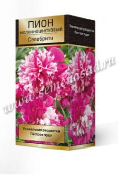 Пион Селебрити  молочноцветковый (1шт) 2-3 разбор