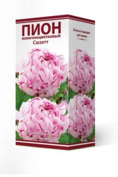 Пион Сюзетт молочноцветковый (1шт) 2-3 разбор