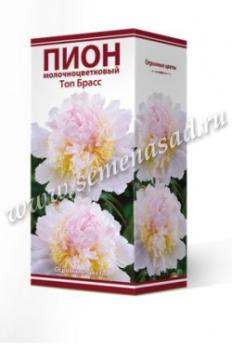 Пион Топ Брасс  молочноцветковый (1шт) 2-3 разбор
