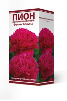 Пион Феликс Крауссе  молочноцветковый (1шт) 2-3 разбор