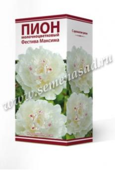 Пион Фестива Максима  молочноцветковый (1шт) 2-3 разбор