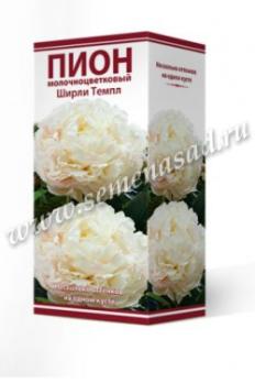 Пион Ширли Темпл 2-3 (1шт) 85см молочноцветковый
