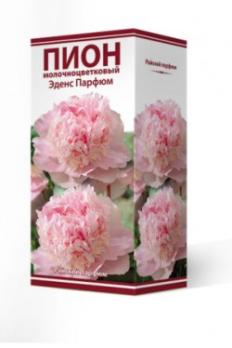 Пион Эденс Парфюм  молочноцветковый (1шт) 2-3 разбор