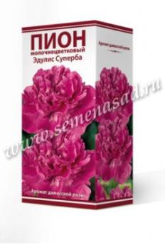 Пион Эдулис Суперба  молочноцветковый (1шт) 2-3 разбор