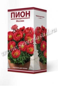 Пион Москва травянистый для 