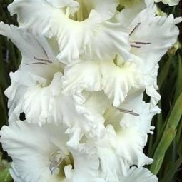 Гладиолус Белый Дуб (10шт) 1разбор