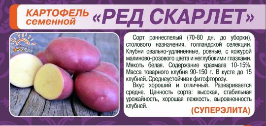 КАРТОФЕЛЬ (2кг) РЕД СКАРЛЕТ СуперЭлита /мякоть белая