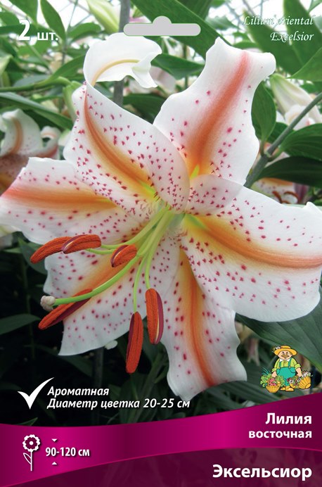 Lilium Excelsior Lilium, Plants, Lily