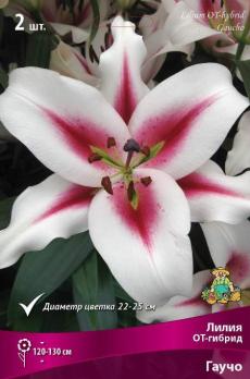 Лилия ОТ-Гибрид Гаучо 14-16/К 2шт