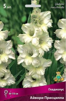 Гладиолус Айвори Присцилла 12-14/К 5шт