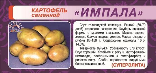 КАРТОФЕЛЬ (2кг) ИМПАЛА СуперЭлита /мякоть светло-желтая