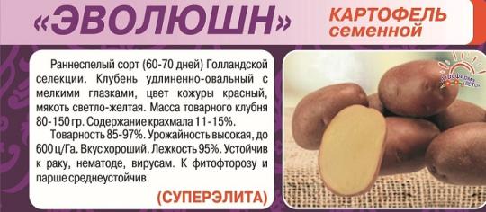 КАРТОФЕЛЬ (2кг) ЭВОЛЮШН СуперЭлита /мякоть светло-желтая