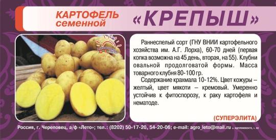 КАРТОФЕЛЬ (2кг) КРЕПЫШ СуперЭлита /мякоть светло-желтая