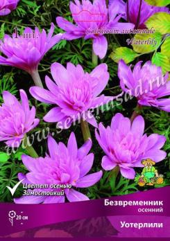 Безвременник Осенний Уотерлили 14-16/К