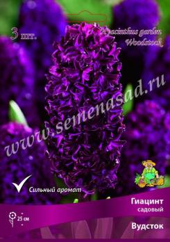 Гиацинт садовый Вудсток 14/15 (3шт) 25см