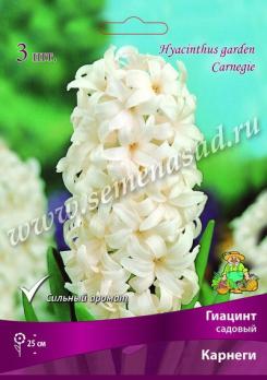 Гиацинт садовый Карнеги 14/15 (3шт) 25см