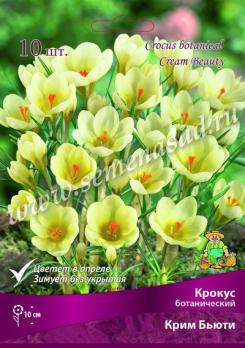 Крокус Ботанический Крим Бьюти 5-7/К 10шт