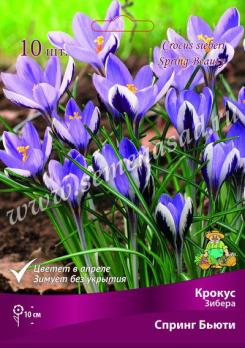 АКЦИЯ!!! Крокус Зибера Спринг Бьюти 5+ (10шт) 10-15см