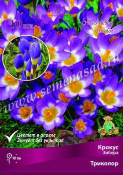 Крокус Зибера Триколор 5+ (10шт) 10см