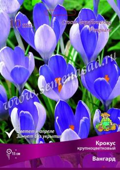 Крокус крупноцветковый Вангард 7/8 (10шт) 15см