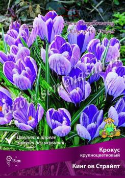 Крокус крупноцветковый Кинг ов Страйпт 7/8 (10шт) 15см
