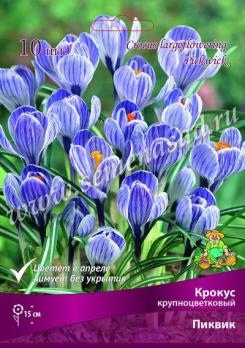 Крокус крупноцветковый Пиквик 7/8 (10шт) 15см