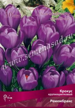 Крокус Крупноцветковый Ремембранс 8-9/К 10шт