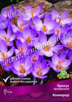Крокус Прекрасный Конкерор 5-7/К 10шт