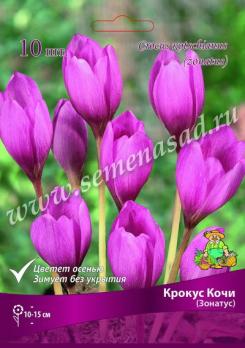Крокус прекрасный Кочи (Зонатус) 7/8 (10шт) 10-15см