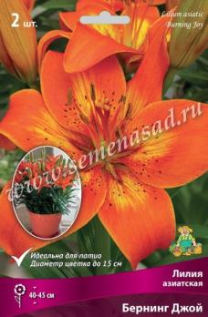 Лилия Азиатская Бернинг Джой 12-14/К 2шт