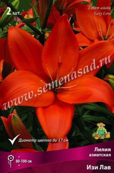 Лилия Азиатская Изи Лав 14-16/К 2шт
