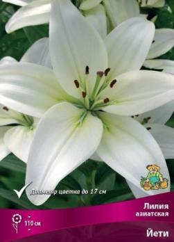 Лилия азиатская Йети 12/14 (5шт) 110см