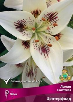 Лилия азиатская Центерфолд 12/14 (3шт) 100см