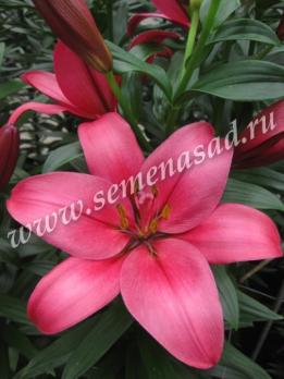 Лилия ЛА-Гибрид Астилло 16-18/К 1шт