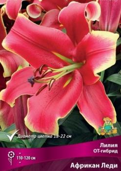 Лилия ОТ-Гибрид Африкан Леди 12-14/К 5шт