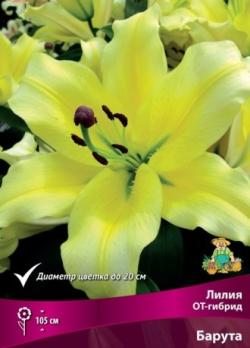 Лилия ОТ-гибрид Барута 12/14 (5шт) 105см