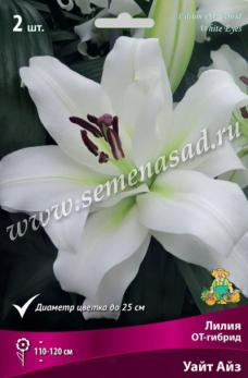 Лилия ОТ-гибрид Уайт Айз 14/16 (1шт) 110-120см