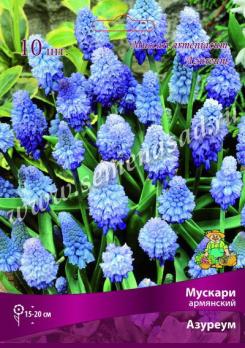 Мускари Армянский Азуреум 6-7/К 10шт