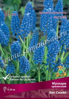Мускари армянский Биг Смайл 7/8 (10шт) 15-20см