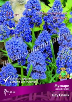 Мускари армянский Блу Спайк 7/8 (10шт) 15-20см