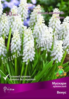 Мускари Армянский Венус 6/7 (10шт) 15-20см