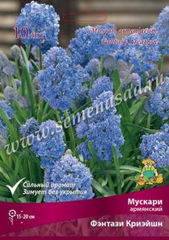Мускари Армянский Фэнтази Криэйшн 7-8/К 10шт