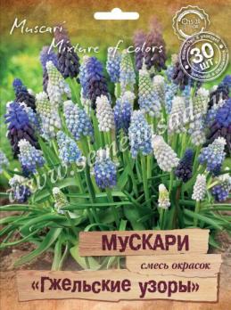 Мускари Гжельские узоры 6-8/ 30шт