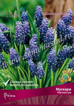 Мускари Неглектум 5+/К 10шт