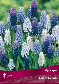 Мускари смесь окрасок 6+/К 10шт