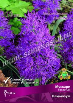 Мускари хохлатый Плюмозум 7/8 (10шт) 15-20см