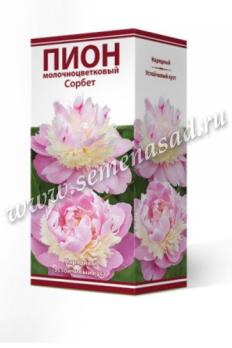 Пион молочноцветковый Сорбет 2-3/Кор
